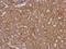 Leucine Rich Repeat Neuronal 2 antibody, GTX103566, GeneTex, Immunohistochemistry paraffin image 