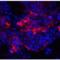 IQ Motif Containing F2 antibody, LS-C358508, Lifespan Biosciences, Immunofluorescence image 