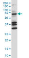 Coilin antibody, LS-C198532, Lifespan Biosciences, Western Blot image 