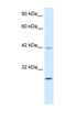 Kruppel Like Factor 9 antibody, 27-326, ProSci, Western Blot image 