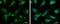 Glutamic-Oxaloacetic Transaminase 2 antibody, PA5-77990, Invitrogen Antibodies, Immunofluorescence image 