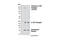 Colony Stimulating Factor 1 Receptor antibody, 3152S, Cell Signaling Technology, Western Blot image 