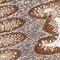 Fc Fragment Of IgM Receptor antibody, NBP1-86924, Novus Biologicals, Immunohistochemistry paraffin image 