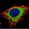 Glucosidase II Alpha Subunit antibody, NBP1-32554, Novus Biologicals, Immunofluorescence image 