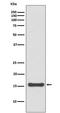 Small Ubiquitin Like Modifier 4 antibody, M06740, Boster Biological Technology, Western Blot image 