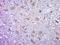 Joining Chain Of Multimeric IgA And IgM antibody, orb2051, Biorbyt, Immunohistochemistry paraffin image 