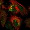 Chromosome 5 Open Reading Frame 30 antibody, PA5-60364, Invitrogen Antibodies, Immunofluorescence image 