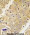 Dystrobrevin Binding Protein 1 antibody, abx031649, Abbexa, Immunohistochemistry paraffin image 