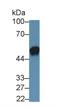 Interleukin 19 antibody, LS-C709167, Lifespan Biosciences, Western Blot image 