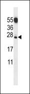 GID Complex Subunit 8 Homolog antibody, LS-C167111, Lifespan Biosciences, Western Blot image 