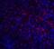 ATP Binding Cassette Subfamily A Member 7 antibody, 6889, ProSci Inc, Immunofluorescence image 