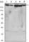 RPTOR Independent Companion Of MTOR Complex 2 antibody, abx010553, Abbexa, Western Blot image 