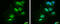 PBX Homeobox 1 antibody, GTX105260, GeneTex, Immunofluorescence image 