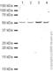 C-X-C Motif Chemokine Receptor 5 antibody, ab46218, Abcam, Western Blot image 