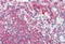 Latexin antibody, MBS242560, MyBioSource, Immunohistochemistry paraffin image 