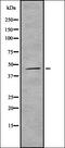T106C antibody, orb335269, Biorbyt, Western Blot image 
