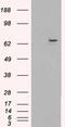 Stromal Antigen 2 antibody, 46-436, ProSci, Western Blot image 