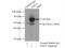 Flavin Containing Dimethylaniline Monoxygenase 5 antibody, 13699-1-AP, Proteintech Group, Immunoprecipitation image 