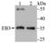 Microtubule Associated Protein RP/EB Family Member 3 antibody, NBP2-75477, Novus Biologicals, Western Blot image 