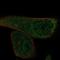 EF-Hand Calcium Binding Domain 13 antibody, NBP1-83455, Novus Biologicals, Immunofluorescence image 
