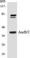 Aurora Kinase B antibody, LS-C200165, Lifespan Biosciences, Western Blot image 