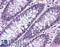 MTSS I-BAR Domain Containing 1 antibody, LS-B1818, Lifespan Biosciences, Immunohistochemistry frozen image 