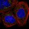 ETHE1 Persulfide Dioxygenase antibody, HPA029028, Atlas Antibodies, Immunofluorescence image 