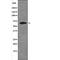 IL2 Inducible T Cell Kinase antibody, PA5-64523, Invitrogen Antibodies, Western Blot image 