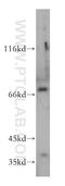 Lanosterol Synthase antibody, 18693-1-AP, Proteintech Group, Western Blot image 