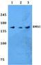 Ribosome biogenesis protein BMS1 homolog antibody, A07671, Boster Biological Technology, Western Blot image 