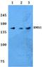 BMS1 Ribosome Biogenesis Factor antibody, A07671, Boster Biological Technology, Western Blot image 