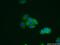 Galectin 3 antibody, 14979-1-AP, Proteintech Group, Immunofluorescence image 
