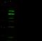 Mannosidase Beta antibody, 102717-T32, Sino Biological, Western Blot image 