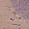 CutA Divalent Cation Tolerance Homolog antibody, PA5-64168, Invitrogen Antibodies, Immunohistochemistry frozen image 