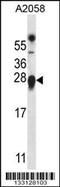 Transmembrane P24 Trafficking Protein 9 antibody, 56-951, ProSci, Western Blot image 