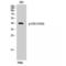 CD5 Molecule antibody, LS-C381164, Lifespan Biosciences, Western Blot image 