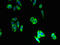 Solute Carrier Family 46 Member 3 antibody, LS-C399058, Lifespan Biosciences, Immunofluorescence image 
