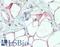 Discoidin, CUB And LCCL Domain Containing 2 antibody, LS-B15398, Lifespan Biosciences, Immunohistochemistry paraffin image 
