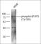 STAT3 antibody, orb106147, Biorbyt, Western Blot image 