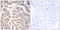 Bromodomain And WD Repeat Domain Containing 3 antibody, LS-C198700, Lifespan Biosciences, Immunohistochemistry frozen image 