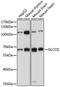 Glucocorticoid-induced transcript 1 protein antibody, A15934, ABclonal Technology, Western Blot image 