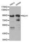 MutL Homolog 1 antibody, abx000639, Abbexa, Western Blot image 