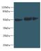 Solute carrier family 25 member 46 antibody, A60970-100, Epigentek, Western Blot image 