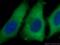 Beta-Actin antibody, YF488-60008, Proteintech Group, Immunofluorescence image 