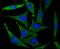 Glutamate Ionotropic Receptor AMPA Type Subunit 2 antibody, NBP2-75510, Novus Biologicals, Immunofluorescence image 