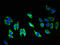 Tyrosine Kinase With Immunoglobulin Like And EGF Like Domains 1 antibody, orb400584, Biorbyt, Immunocytochemistry image 