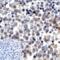 Lymphocyte Activating 3 antibody, RF16087, ProSci, Immunohistochemistry frozen image 
