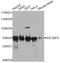 Insulin Like Growth Factor 2 MRNA Binding Protein 3 antibody, A6099, ABclonal Technology, Western Blot image 