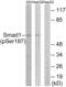 SMAD Family Member 1 antibody, abx012485, Abbexa, Western Blot image 