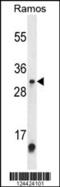 Methyltransferase Like 1 antibody, 64-168, ProSci, Western Blot image 
